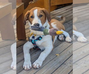 Medium Photo #5 Aussiedor Puppy For Sale in Bellevue, WA, USA