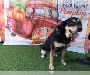 Labrottie Dogs for adoption in Orlando, FL, USA