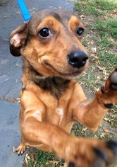 Chiweenie Dogs for adoption in Staten Island, NY, USA