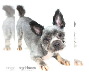 Shih Tzu-Unknown Mix Dogs for adoption in Plymouth, MN, USA