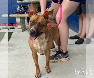 Retriever -Unknown Mix Dogs for adoption in Washington, DC, USA