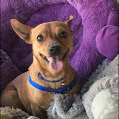 Chiweenie Dogs for adoption in Rancho Santa Fe, CA, USA
