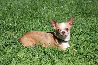 Chihuahua Dogs for adoption in Bedford, VA, USA