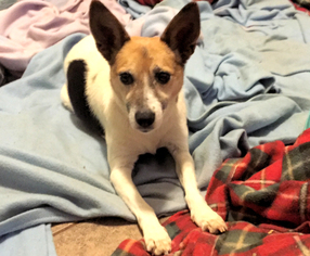 Rat Terrier Dogs for adoption in Rock Hill, SC, USA