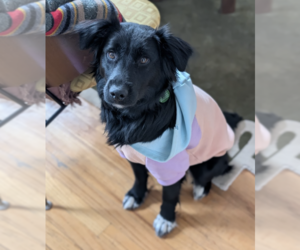 Border Collie-Unknown Mix Dogs for adoption in Brooklyn, NY, USA