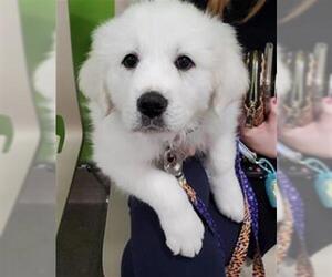 Great Pyrenees Dogs for adoption in Louisville, KY, USA