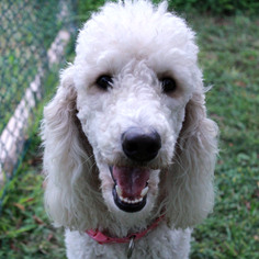 Medium Photo #1 Poodle (Standard) Puppy For Sale in Waco, TX, USA