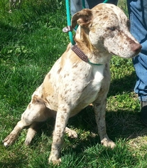 Catahoula Leopard Dog Dogs for adoption in Seaford, DE, USA