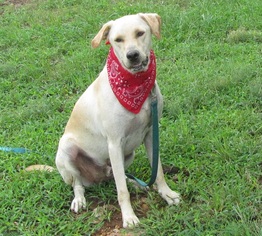 Golden Labrador Dogs for adoption in Mountain Home, AR, USA