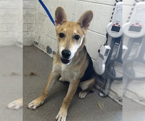German Shepherd Dog-Unknown Mix Dogs for adoption in San Bernardino, CA, USA