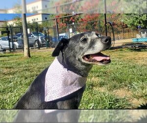 Mutt Dogs for adoption in Placerville, CA, USA