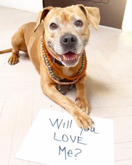 Medium Photo #1 American Pit Bull Terrier-Rhodesian Ridgeback Mix Puppy For Sale in Santa Monica, CA, USA