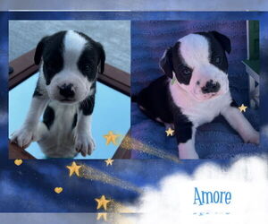 Mutt Dogs for adoption in Walnutport, PA, USA