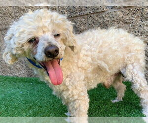 Poodle (Miniature)-Unknown Mix Dogs for adoption in Moreno Valley, CA, USA