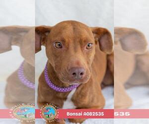 Labrador Retriever-Unknown Mix Dogs for adoption in Mobile, AL, USA