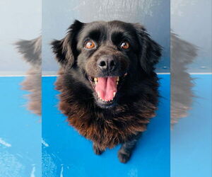 Spaniel-Unknown Mix Dogs for adoption in Calgary, Alberta, Canada