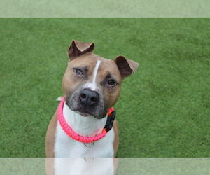 Mutt Dogs for adoption in Chestertown, MD, USA