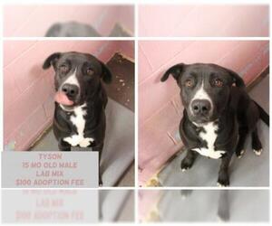 Labrador Retriever-Unknown Mix Dogs for adoption in Jefferson City, TN, USA