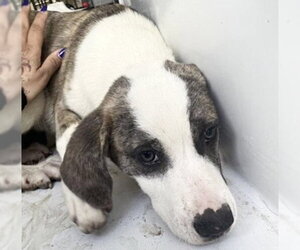 Catahoula Leopard Dog-Saint Bernard Mix Dogs for adoption in Houston, TX, USA