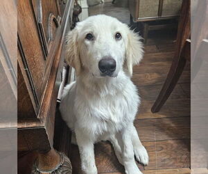 Great Pyrenees Dogs for adoption in Garland, TX, USA
