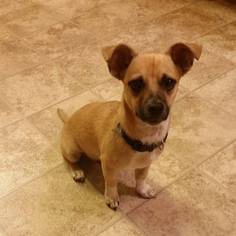 Jack Russell Terrier Dogs for adoption in Crestview, FL, USA