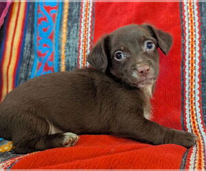Chiweenie Dogs for adoption in Fresno, CA, USA