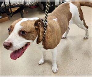 American Pit Bull Terrier-Unknown Mix Dogs for adoption in Plano, TX, USA
