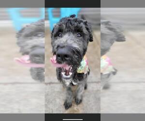 Poodle (Standard)-Unknown Mix Dogs for adoption in Valparaiso, IN, USA