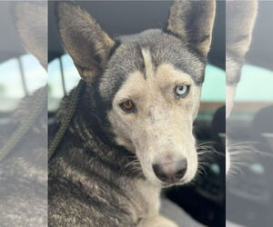 Huskies -Unknown Mix Dogs for adoption in Lake Forest, CA, USA