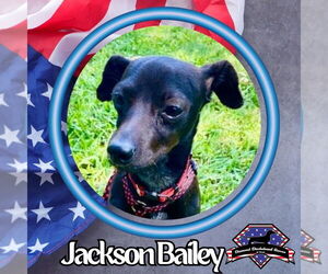 Chiweenie Dogs for adoption in San Antonio, TX, USA