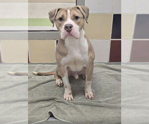 Medium Photo #4 American Bulldog-Unknown Mix Puppy For Sale in Plano, TX, USA