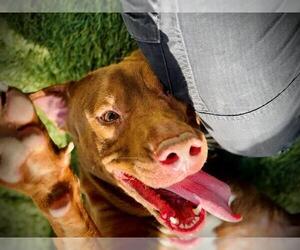 Labrador Retriever-Unknown Mix Dogs for adoption in Orlando, FL, USA