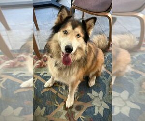 Collie-Huskies  Mix Dogs for adoption in Forest, VA, USA