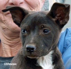 Medium Photo #1 American Bulldog-Labrador Retriever Mix Puppy For Sale in Scottsdale, AZ, USA