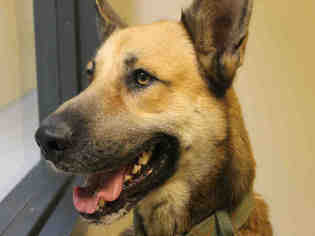 German Shepherd Dog-Unknown Mix Dogs for adoption in Modesto, CA, USA