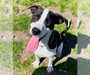 Mutt Dogs for adoption in Conroe, TX, USA