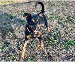 Rottweiler Dogs for adoption in Springfield, MA, USA