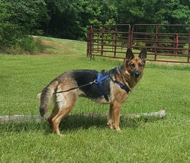 German Shepherd Dog Dogs for adoption in Social Circle, GA, USA