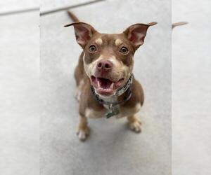 Miniature Pinscher-Unknown Mix Dogs for adoption in Blackwood, NJ, USA