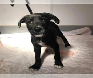 Labrador Retriever-Unknown Mix Dogs for adoption in Rancho Cucamonga, CA, USA