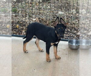 Labrador Retriever-Unknown Mix Dogs for adoption in Oak Bluffs, MA, USA