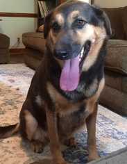 German Shepherd Dog Dogs for adoption in Durham, NC, USA