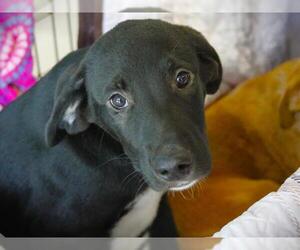 American Staffordshire Terrier-Plott Hound Mix Dogs for adoption in Tallahassee, FL, USA