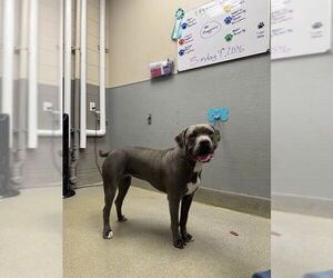 Medium Photo #1 Mutt Puppy For Sale in Las Vegas, NV, USA