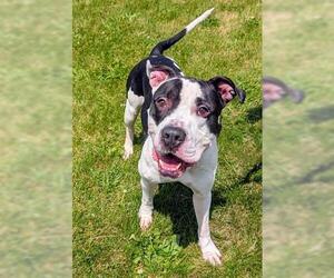 Bullypit Dogs for adoption in Akron, OH, USA