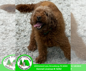 Goldendoodle (Miniature) Dogs for adoption in Stroudsburg, PA, USA