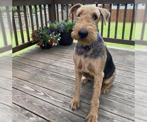 Airedale Terrier Dogs for adoption in Minneapolis, MN, USA