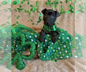American Staffordshire Terrier-Labrador Retriever Mix Dogs for adoption in Lakewood, CO, USA