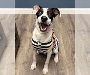 Pointer-Unknown Mix Dogs for adoption in Lakewood, CO, USA