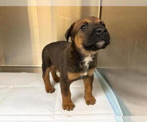 German Shepherd Dog Dogs for adoption in Orange, CA, USA
